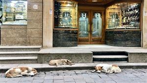 اقبال كثيف بلا شراء.. كيف انعكست قفزة الذهب على شارع الصاغة؟