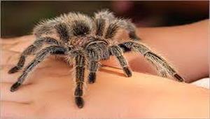 عنكبوت ينهي حياة طالب جامعي.. ما القصة؟