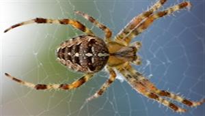 حزر فزر| ماذا تفعل أنثى العنكبوت في زوجها بعد عملية التزاوج؟.. لن تصدق