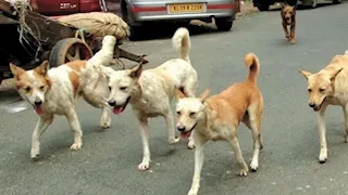 استئصال رحم الأنثى.. خطة حكومية لمكافحة كلاب الشوارع