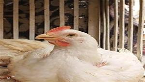 "الفراخ البيضاء" بـ37 جنيهًا.. انخفاض أسعار الدواجن في سوق الثلاثاء بأسيوط- فيديو وصور