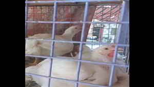 رئيس شعبة الدواجن: تكلفة "الفرخة" 100جنيه ويباع الكيلو بـ38 في المجازر بخسارة 12 جنيه