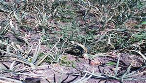 بالصور- "زراعة الشرقية" تُنفذ يوم حصاد لمحصول البصل المحمل مع القطن