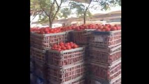 الطماطم بـ 10 جنيهات.. تعرف على أسعار الخضروات بسوق العبور اليوم