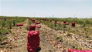 "طنطاوي وبحيري أحمر".. بشائر حصاد محصول البصل جنوبي بورسعيد