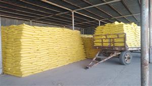 الزراعة": إعداد تقاوي القمح للموسم الجديد بمشروع مستقبل مصر الزراعي