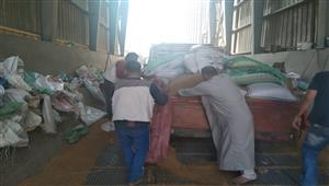 تزايد الإقبال على توريد القمح في ثالث أيام العيد بالقليوبية - فيديو وصور