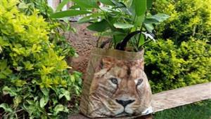 كيف أثارت صورة أسد على حقيبة تسوق الذعر في كينيا؟