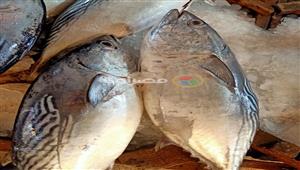 أسعار الأسماك في سوق العبور بنهاية الأسبوع