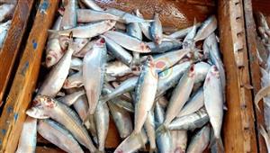 أسعار الأسماك اليوم: البلطي عند 35 جنيهًا للكيلو