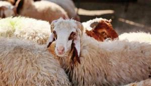 الأورمان تسأل: هل من حق المضحي التنازل عن أخذ الثُّلث لنفسه؟.. و"الإفتاء" تُجيب