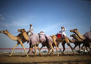 بسبب هذا الفيروس- منع دخول الإبل المشاعر المقدسة خلال موسم الحج