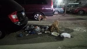 القضاء على 16 كلبًا ضالًا بشوارع المنتزه في الإسكندرية- صور 