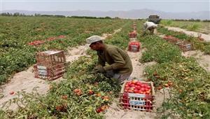 زراعة جنوب سيناء: نسعى للوصول بالمساحة الزراعية إلى 365 ألف فدان- صور