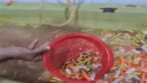 بالفيديو.. ضبط كميات كبيرة من المخلل غير صالحة للاستخدام الآدمي بالطالبية