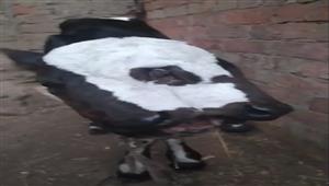 بعين ثالثة في منتصف الجبهة.. ولادة نادرة لعجل في مزرعة بالغربية (صور)