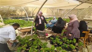 استعدادًا لمؤتمر المناخ.. نقل 5 آلاف شتلة لأشجار الزيتون إلى مدينة شرم الشيخ- صور