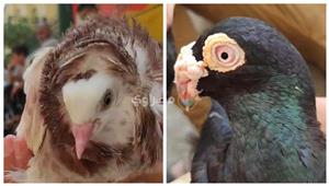 بالفيديو والصور- أبلق قشر البندق وقطاوي.. "فردة حمامة" سعرها 150 ألف جنيه في البحيرة 