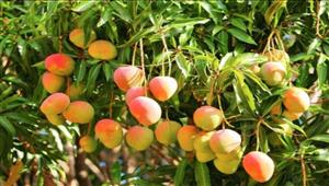 موجة الرياح تهدد محصول المانجو هذا العام وتوقعات بارتفاع الأسعار 