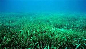 صور مذهلة.. أكبر نبات في العالم حجمه 180 كيلومترا وعمره 4500 سنة