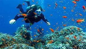 تحت الماء.. علماء يبحثون عن علاجات لأكثر من مرض