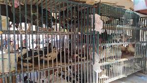 متى تنخفض أسعار الدواجن في الأسواق؟.. اتحاد المنتجين يجيب