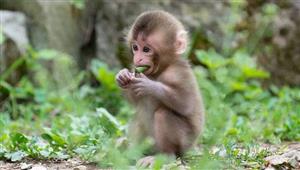  "قاعد زي قرد قطع".. تعرف على أصل هذه الجملة