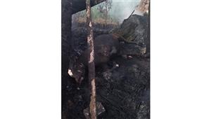 إصابة شابين في حريق أحواش مواشي بقنا