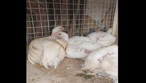 الطماطم بـ3 والبامية بـ15جنيها.. انخفاض أسعار الخضروات في سوق الخميس بأسيوط