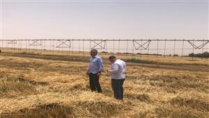 قطاع الأعمال: تجربة زراعة محاصيل من الخضر وزيادة مساحة القمح بتوشكى الموسم المقبل