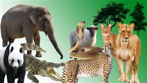  هل تتعرق الحيوانات؟.. إليك الإجابة