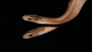 مفاجأة.. العثور على ثعبان برأسين - كيف حدث ذلك؟