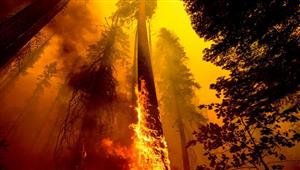 التغير المناخي: حريق ضخم يلتهم مساحات شاسعة من أشجار السيكويا العملاقة في كاليفورنيا