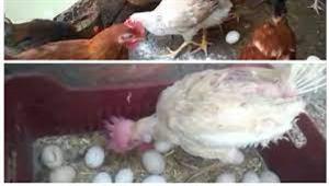 ما السر وراء أكل الدجاج لبيضه؟.. لن تتوقع 