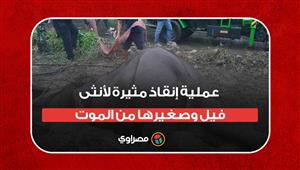 متداول: عملية إنقاذ مثيرة لأنثى فيل وصغيرها من الموت