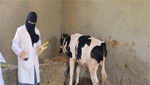 تحصين 18 ألف رأس ماشية ضد الحمى القلاعية والوادي المتصدع في بني سويف