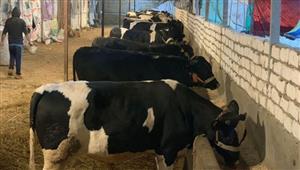 "بيطري مطروح": فحص وتحصين 2810 رؤوس ماشية وطيور بالضبعة