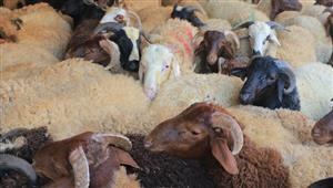 هل يجب ذبح شيء لله في شهر رجب؟.. الإفتاء تُجيب