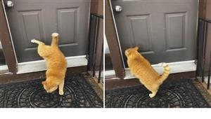  قطة تطرق باب محل للدخول هربا من الموجة الحار.. ورد فعل مفاجئ