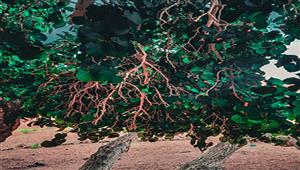 التوت القاتل.. كيف خطفت فاكهة الربيع حياة طفلين في الغربية؟