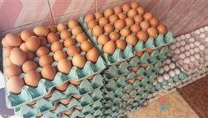 ارتفاع أسعار البيض والدواجن بسبب الأعلاف.. كيف تواجه الدولة الأزمة؟