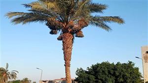 طعام وظلال وأشياء أخرى.. النخيل يغزو شوارع جنوب سيناء.. والمحافظ: يوضح السبب - صور 