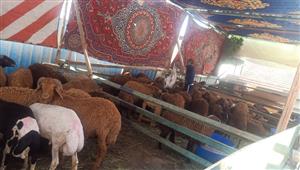 "التموين": 39 شادرًا لبيع الخراف الحية.. وأسعار القائم 90 جنيهًا -صور وفيديو