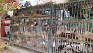 "بعد إعدام الكتاكيت".. أسعار الدواجن في الأسواق اليوم الأحد