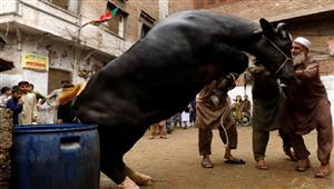 بعد تكرارها.. طبيب بيطري يوضح طريقة التعامل مع الأُضحية الهاربة