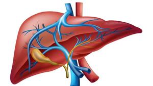 تمنع تليف الكبد.. 9 أطعمة كنز لصحتك 