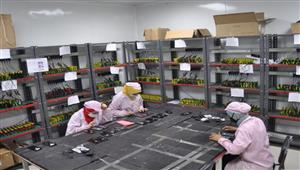 استثمار وتصدير.. كيف تستفيد مصر من تصنيع الموبايل محليا بدلاً من الاستيراد؟