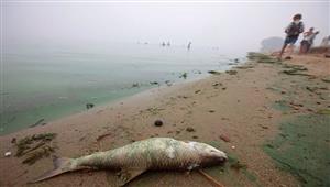 علماء بولنديون: الطحالب السامة قتلت الأسماك في نهر أودر