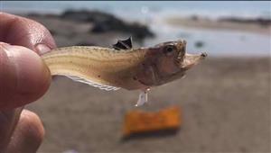 في بريطانيا: تحذير من سمكة صغيرة شوكتها تسبب ألما شديدا