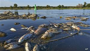 بولندا تجري تحقيقا موسعا في طحالب على صلة بنفوق أطنان من الأسماك